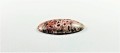 Kamień do biżuterii Jaspis leopard 
3,6cm x 2,4cm szlif kaboszonowy pojedynczy